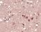 G-Rich RNA Sequence Binding Factor 1 antibody, PA5-32439, Invitrogen Antibodies, Immunohistochemistry frozen image 