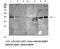 Killer Cell Immunoglobulin Like Receptor, Three Ig Domains And Long Cytoplasmic Tail 1 antibody, STJ97669, St John