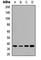 Transmembrane BAX Inhibitor Motif Containing 1 antibody, abx121779, Abbexa, Western Blot image 