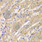 ERGIC And Golgi 2 antibody, A7369, ABclonal Technology, Immunohistochemistry paraffin image 