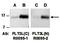 Fms Related Tyrosine Kinase 3 Ligand antibody, orb66820, Biorbyt, Western Blot image 