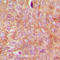Rho GDP Dissociation Inhibitor Alpha antibody, LS-C358905, Lifespan Biosciences, Immunohistochemistry frozen image 