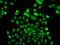 F-Box Protein 7 antibody, orb247995, Biorbyt, Immunofluorescence image 