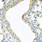 Coiled-Coil-Helix-Coiled-Coil-Helix Domain Containing 3 antibody, A06593, Boster Biological Technology, Immunohistochemistry frozen image 