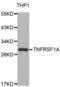 TNF Receptor Superfamily Member 1A antibody, abx001297, Abbexa, Western Blot image 