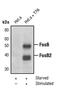 FosB Proto-Oncogene, AP-1 Transcription Factor Subunit antibody, PA5-17504, Invitrogen Antibodies, Western Blot image 