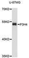 Prolyl 3-Hydroxylase Family Member 4 (Non-Enzymatic) antibody, LS-C748782, Lifespan Biosciences, Western Blot image 