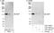 Microtubule Associated Protein 7 antibody, A301-490A, Bethyl Labs, Western Blot image 