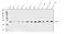 RAB7A, Member RAS Oncogene Family antibody, PB9883, Boster Biological Technology, Western Blot image 