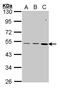 Cholecystokinin B Receptor antibody, PA5-27169, Invitrogen Antibodies, Western Blot image 