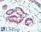 Coactivator Associated Arginine Methyltransferase 1 antibody, LS-B11297, Lifespan Biosciences, Immunohistochemistry frozen image 