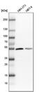 Aspartyl-TRNA Synthetase antibody, PA5-56265, Invitrogen Antibodies, Western Blot image 