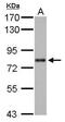 AT-Rich Interaction Domain 3A antibody, GTX105720, GeneTex, Western Blot image 