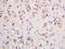 Tetraspanin 12 antibody, orb186276, Biorbyt, Immunohistochemistry paraffin image 