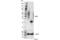 CD83 Molecule antibody, 99075S, Cell Signaling Technology, Western Blot image 