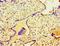 Striatin antibody, LS-C376698, Lifespan Biosciences, Immunohistochemistry paraffin image 