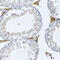 Fibromodulin antibody, 22-171, ProSci, Immunohistochemistry frozen image 