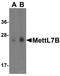 Methyltransferase Like 7B antibody, NBP1-77337, Novus Biologicals, Western Blot image 