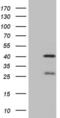 Neuroguidin antibody, MA5-27059, Invitrogen Antibodies, Western Blot image 