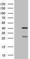 Neuroguidin antibody, MA5-27059, Invitrogen Antibodies, Western Blot image 