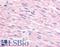 Adrenoceptor Alpha 2C antibody, LS-A3986, Lifespan Biosciences, Immunohistochemistry frozen image 