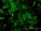 BGP antibody, MCA5225Z, Bio-Rad (formerly AbD Serotec) , Immunofluorescence image 