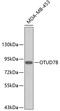 OTU Deubiquitinase 7B antibody, 19-491, ProSci, Western Blot image 
