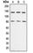 Adducin 1 antibody, abx121829, Abbexa, Western Blot image 