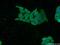 Taspase 1 antibody, 16739-1-AP, Proteintech Group, Immunofluorescence image 