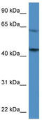 PAR-1 antibody, TA342827, Origene, Western Blot image 