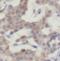 IDH antibody, FNab04119, FineTest, Immunohistochemistry frozen image 