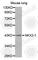 NK2 Homeobox 1 antibody, A3097, ABclonal Technology, Western Blot image 