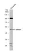 Neuromedin U Receptor 1 antibody, NBP2-19556, Novus Biologicals, Western Blot image 