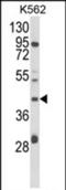 Coenzyme Q3, Methyltransferase antibody, PA5-72570, Invitrogen Antibodies, Western Blot image 