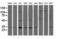 Proteasome Subunit Beta 7 antibody, LS-C337665, Lifespan Biosciences, Western Blot image 