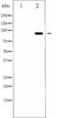 FKHRL1 antibody, TA325479, Origene, Western Blot image 