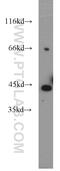 ADP-Ribosyltransferase 3 antibody, 15930-1-AP, Proteintech Group, Western Blot image 