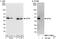 Interleukin Enhancer Binding Factor 2 antibody, NBP1-71902, Novus Biologicals, Western Blot image 
