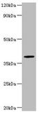 G4S antibody, LS-C677200, Lifespan Biosciences, Western Blot image 