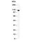 Signal Transducer And Activator Of Transcription 2 antibody, R30582, NSJ Bioreagents, Western Blot image 