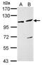 DEAD-Box Helicase 46 antibody, PA5-30336, Invitrogen Antibodies, Western Blot image 