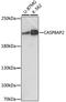 Caspase 8 Associated Protein 2 antibody, A15770, ABclonal Technology, Western Blot image 
