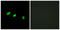 Transformer 2 Alpha Homolog antibody, LS-B8417, Lifespan Biosciences, Immunofluorescence image 