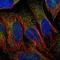 Elongator Acetyltransferase Complex Subunit 5 antibody, NBP1-85250, Novus Biologicals, Immunocytochemistry image 