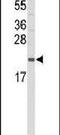 Interleukin 31 antibody, PA5-26394, Invitrogen Antibodies, Western Blot image 