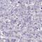 Transmembrane Protein 41A antibody, HPA059790, Atlas Antibodies, Immunohistochemistry frozen image 