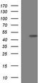 Thioredoxin domain-containing protein 5 antibody, TA507257S, Origene, Western Blot image 