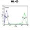 Calcitonin Receptor antibody, abx032587, Abbexa, Western Blot image 