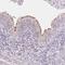 Tektin 1 antibody, HPA062285, Atlas Antibodies, Immunohistochemistry frozen image 