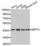 Septin 2 antibody, STJ25475, St John